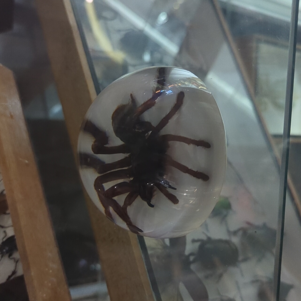 Resin Tarantula